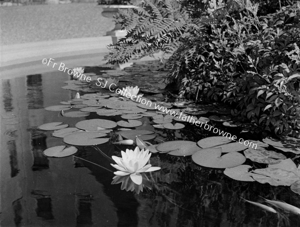 WATER LILLIES AT EMO COURT